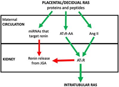 Causes and Consequences of the Dysregulated Maternal Renin-Angiotensin System in Preeclampsia